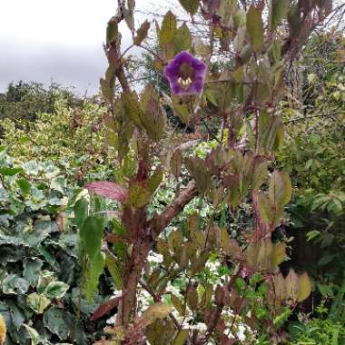 Kate 's garden