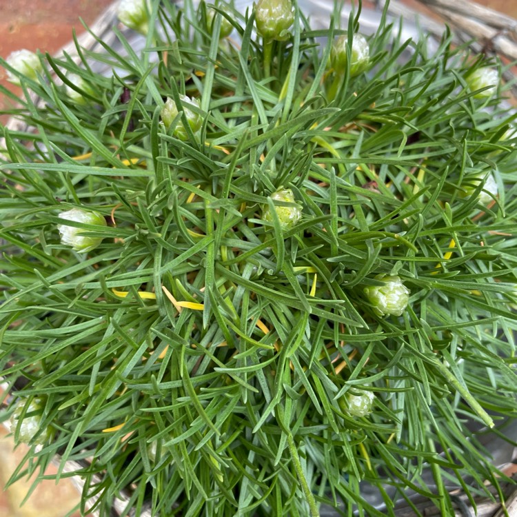 plant image 1491819