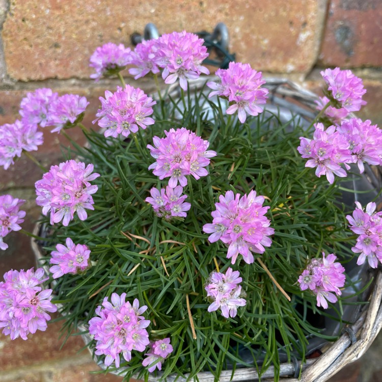 Plant image Armeria juniperifolia 'Bevan's Variety' syn. Armeria caespitosa 'Bevan's Variety' ; Armeria cespitosa 'Bevan's Variety'