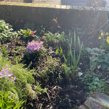 Kate's garden