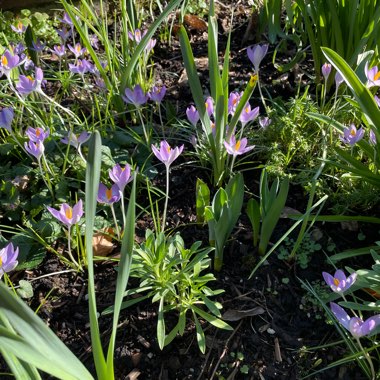 Kate's garden