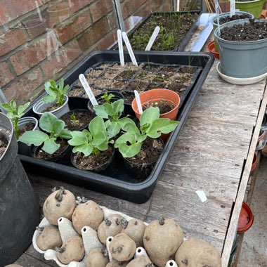 Kate's garden