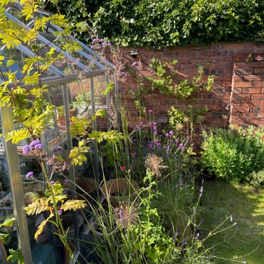 Kate's garden