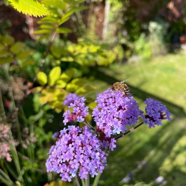 Purple Top Vervain