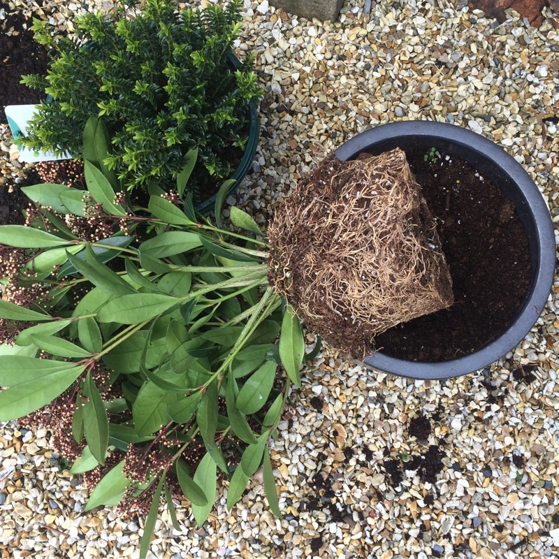 plant image 26889