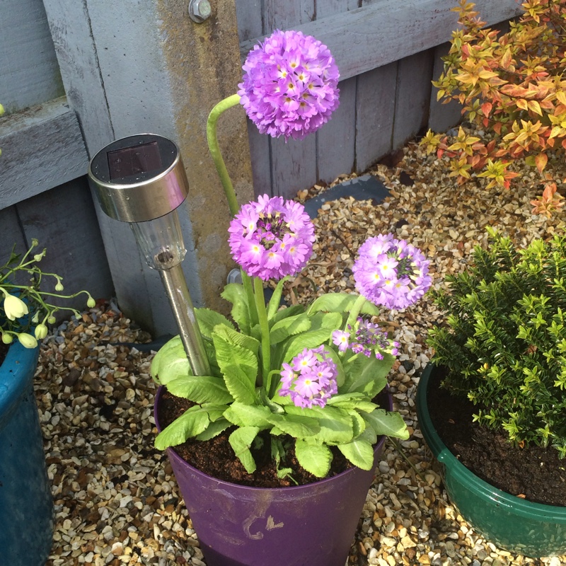 Primula denticulata