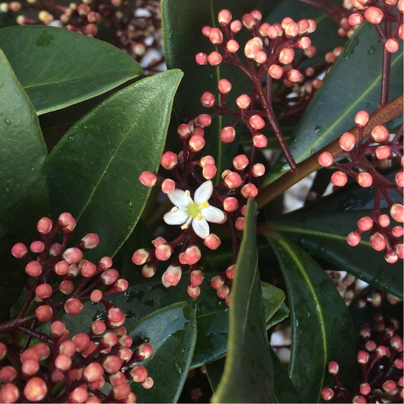 plant image 29718