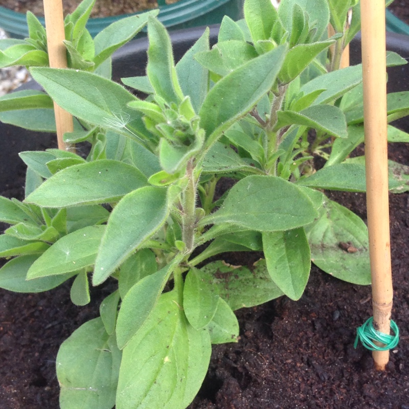 plant image 76815