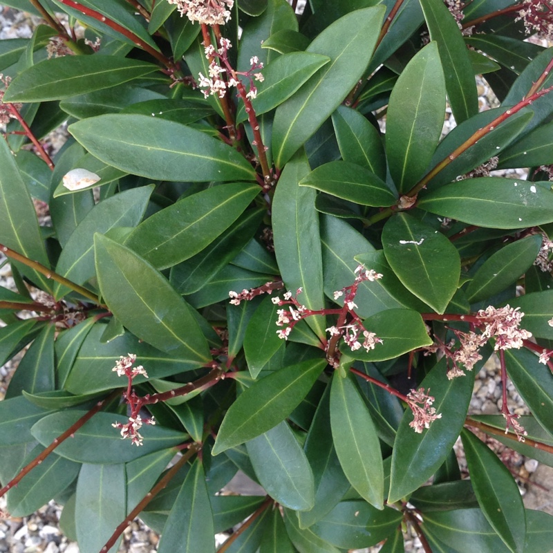 Japanese Skimmia 'Attraction'