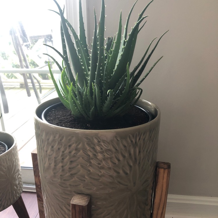Plant image Aloe Spinosissima