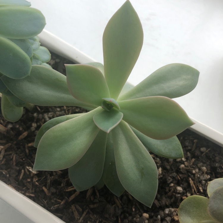 plant image 973520 plant image 973520
