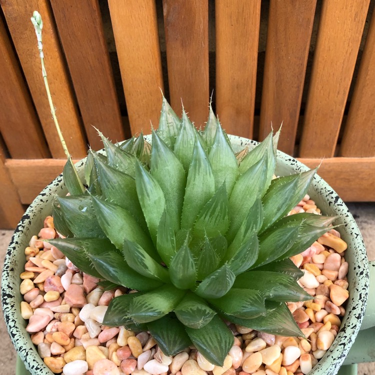Plant image Haworthia cooperi var. leightonii