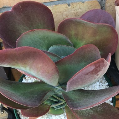 Kalanchoe Thyrsiflora