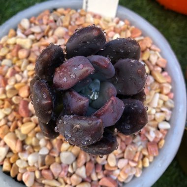xGraptoveria Royal Flush