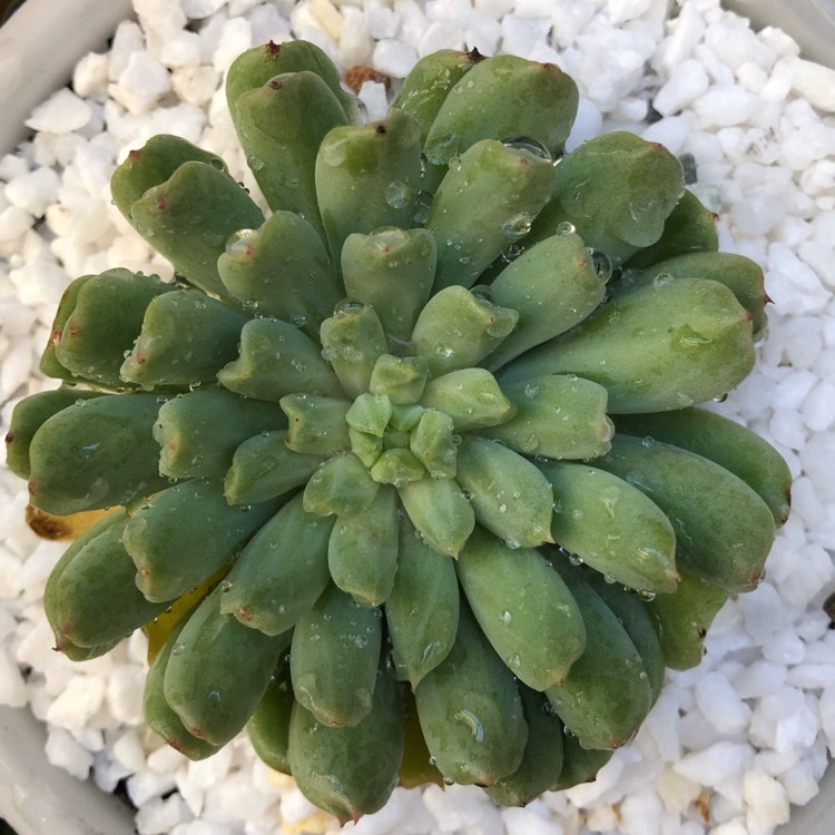 Plant image Echeveria Irish Mint