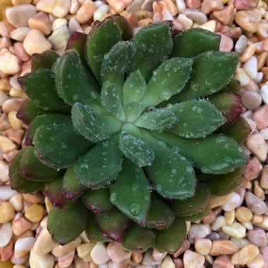 Echeveria 'Fantasia Carol'