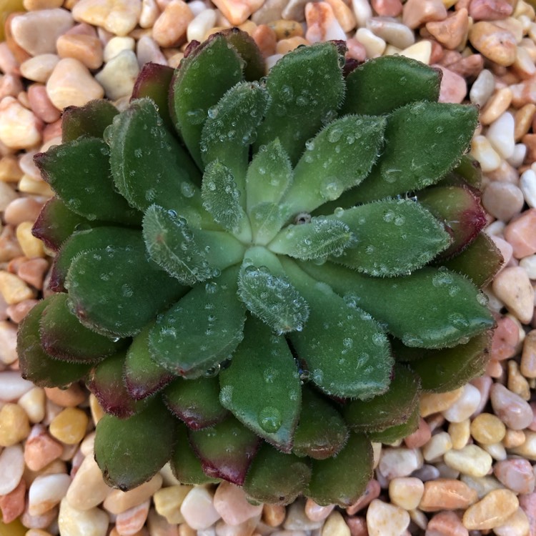 plant image 1064053