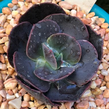 Echeveria 'Blue Metal'