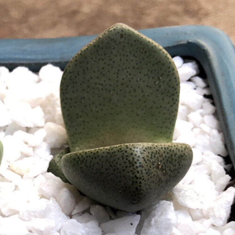 plant image 1064075