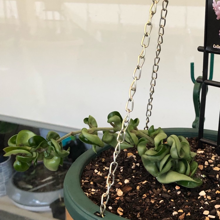 plant image 1064150