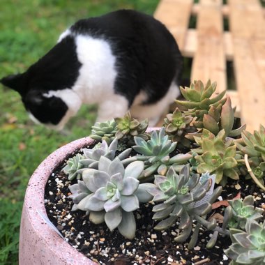 Katy's garden
