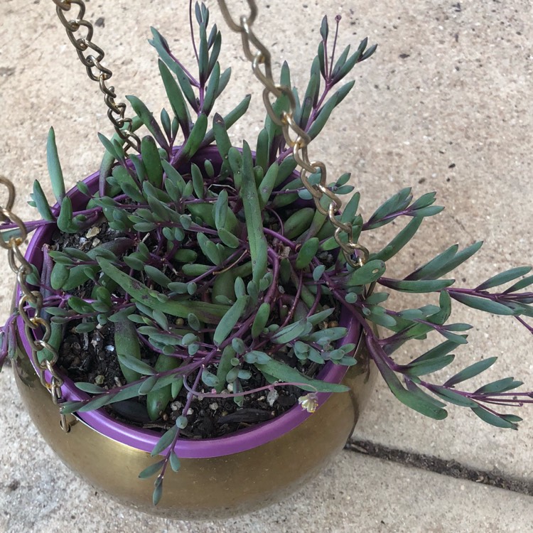 plant image 886383