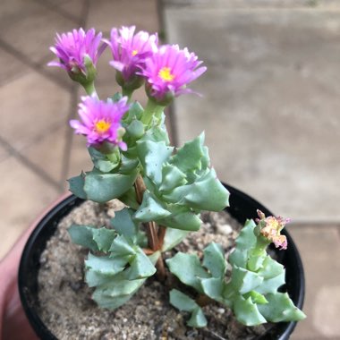 Oscularia deltoides 'Schwantes'
