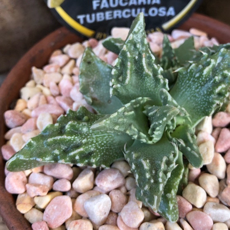 plant image 905283