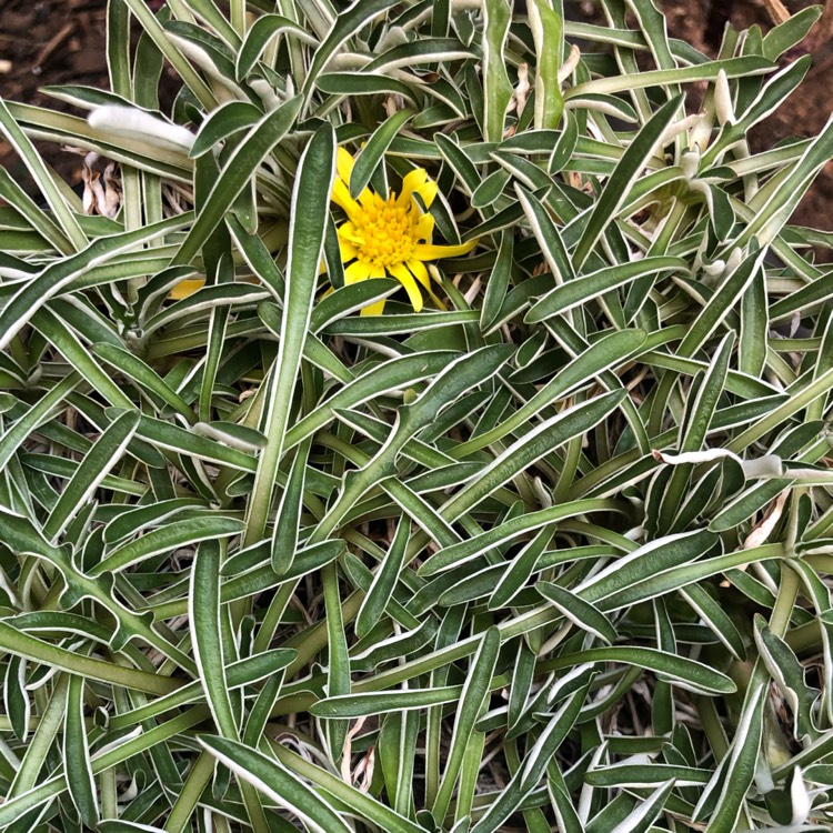 Plant image Dymondia margaretae