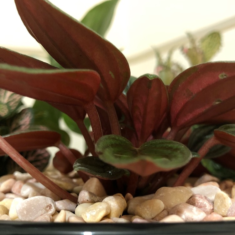 plant image 951704
