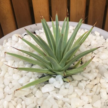 Agave Stricta Nana
