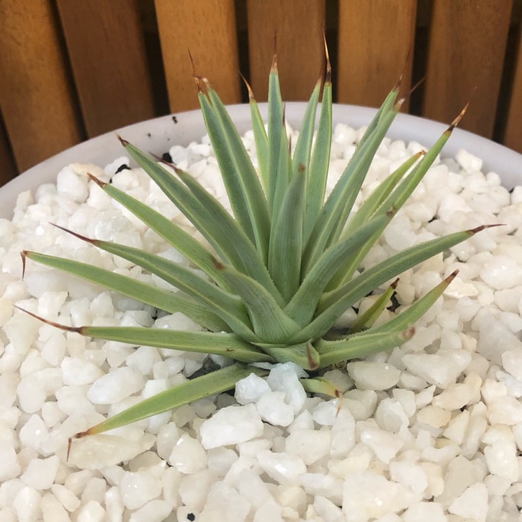 Plant image Agave Stricta Nana