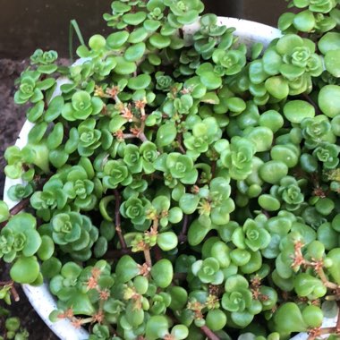 Sedum makinoi 'Green Blob'