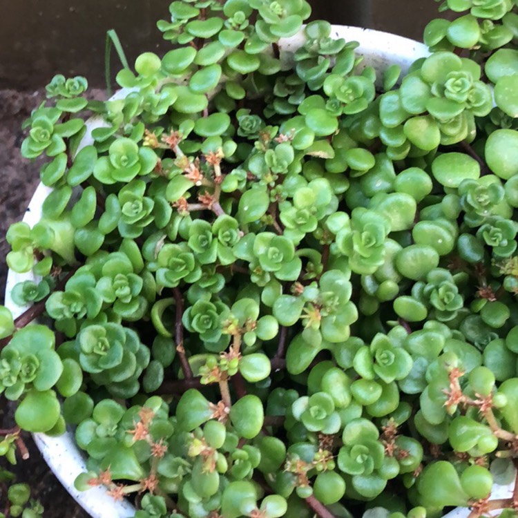Plant image Sedum makinoi 'Green Blob'