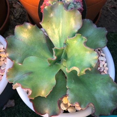 Echeveria Tutti Frutti