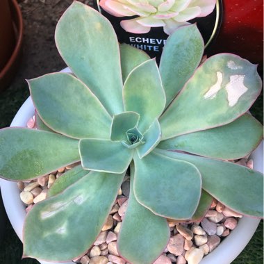 Echeveria Powder Blue