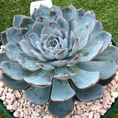 Echeveria Desmetiana v. Subsesslis