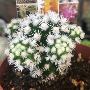 Mammillaria Vetula ssp. Gracillis