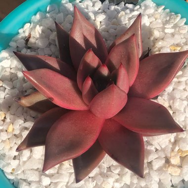 Echeveria Agavoides Romeo