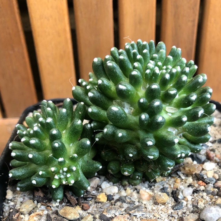 Plant image Mammillaria bocasana 'Inermis'