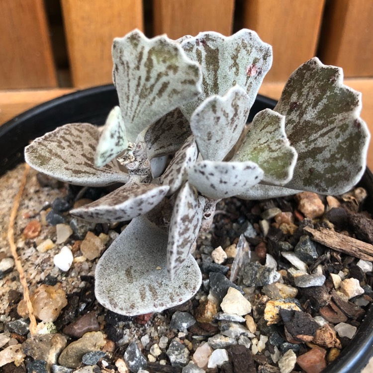 Plant image Kalanchoe rhombopilosa var. rhombopilosa