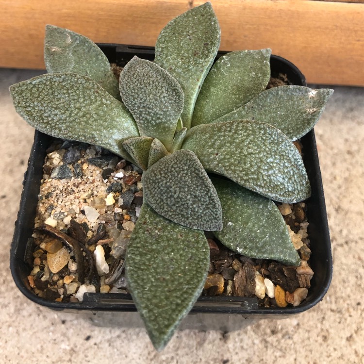 Plant image Aloinopsis rubrolineata