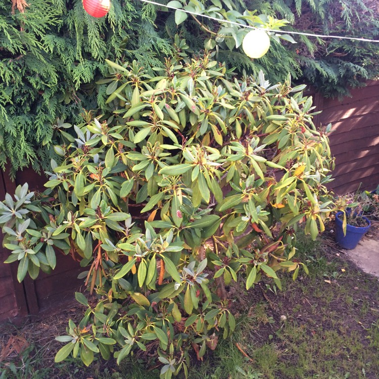 Plant image Rhododendron japonica 'Amoena'