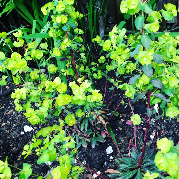 Plant image Euphorbia amygdaloides 'Purpurea' syn. Euphorbia amygdaloides 'Rubra'
