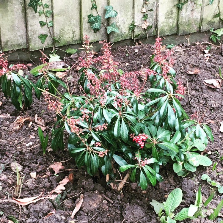 Plant image Pieris japonica 'Passion'