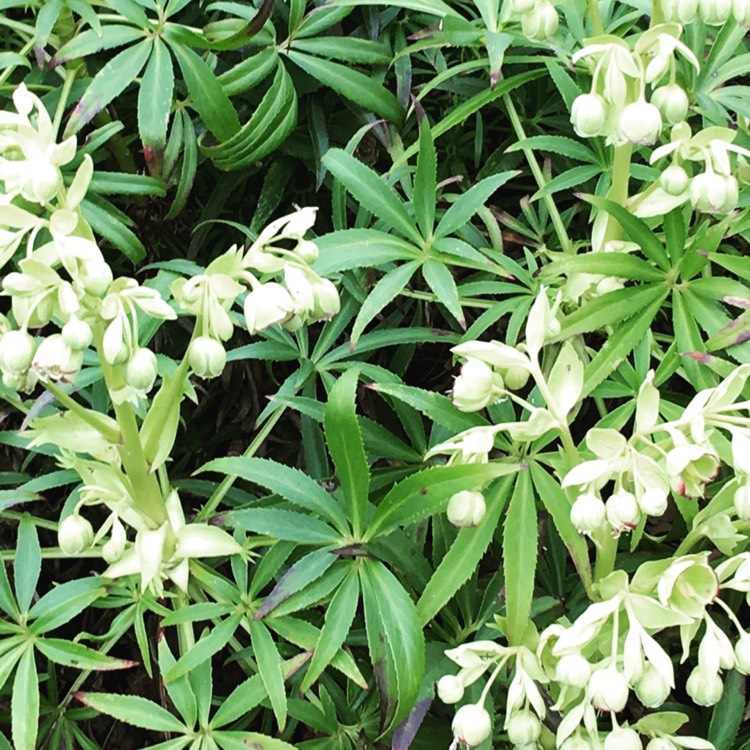 plant image 327655