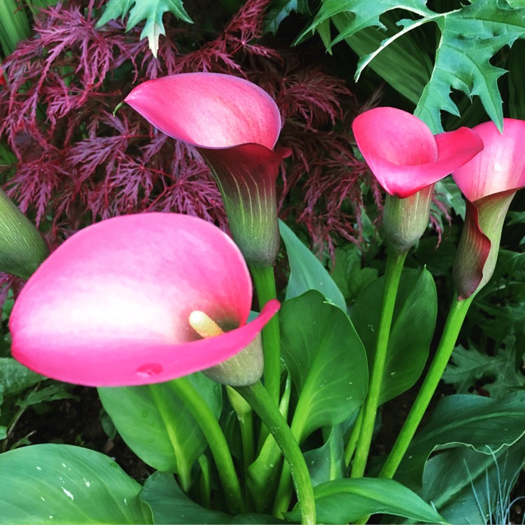 Plant image Zantedeschia 'Pink Puppy'