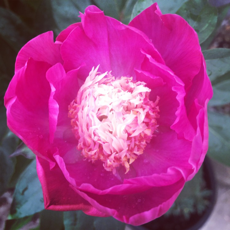 Plant image Paeonia lactiflora 'White Cap'