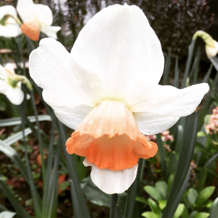 Plant image Narcissus 'Pink Pride'