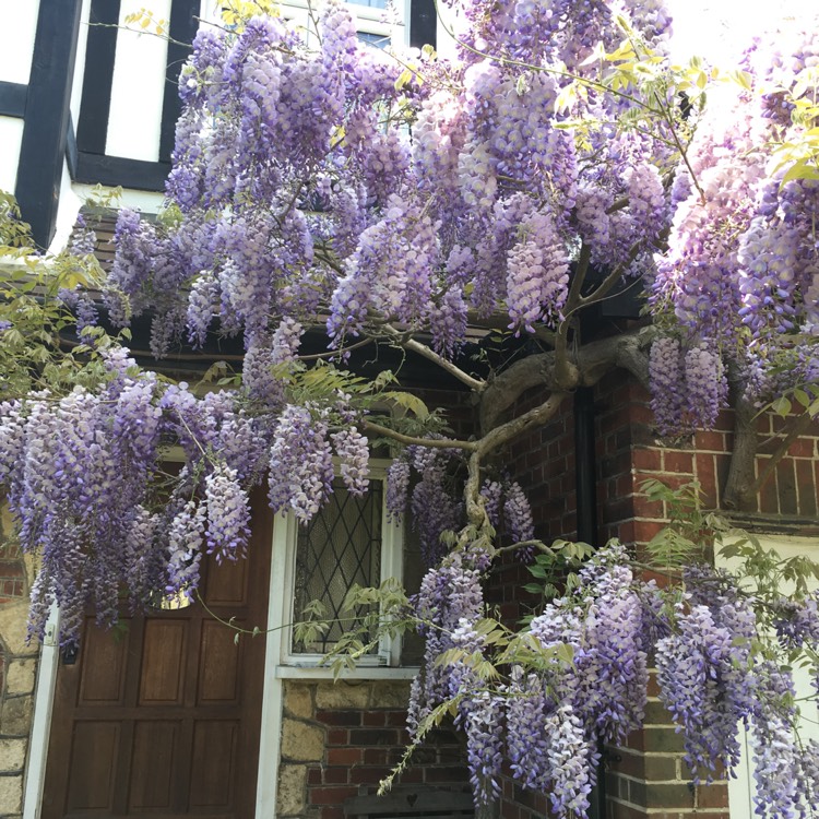 plant image 696099